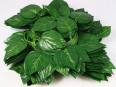 Factory wholesale artificial ivy outdoor indoor decoration green leaf fake vine man green leaf vine