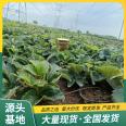 Cultivation and Use of Jingxiang Strawberry Seedling and Fruit Seedling Base Results of the Year LF666 Lufeng Horticulture