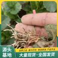 Mingbao Strawberry Seedling Potted Plant Wholesale Use Source Factory Fruit Large and Uniform Lufeng Horticulture