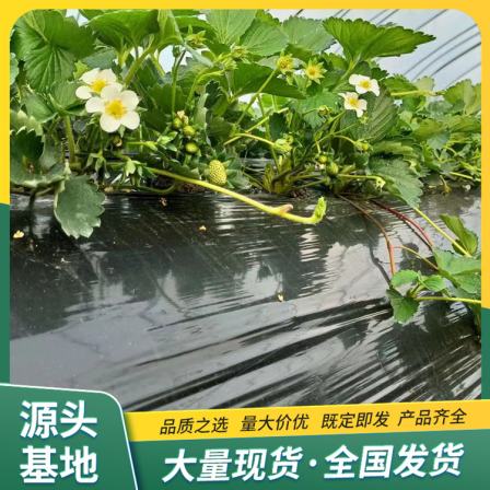 Jingxiang strawberry seedlings are planted in the open air, and the source factory has a high survival rate. Lufeng Horticulture