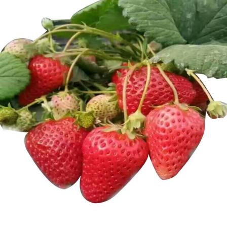 High quality Miaoxiang No.7 Suizhu Strawberry Seedling County Digging and Selling in Greenhouse Planting Ideal Variety