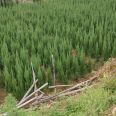 Baota Pine Seedling Wholesale in Growing region Baota Pine Seedling Wholesale Base