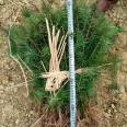 On the same day of seedling emergence, the fast-growing Chinese fir seedlings have developed root systems and survived for many years, with complete specifications and high quality