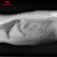 Huaren Small Animal Bone Imaging X-ray Machine Inf-32 Pet Dedicated DR Brand