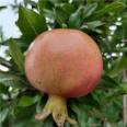 Pot planting and picking of soft pomegranate seedlings are convenient for cultivating pomegranate seedlings and bearing early and new seedlings