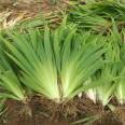 Iris saplings for greening, aquatic plants, perennial cold resistant flowers, wetland ornamental plants