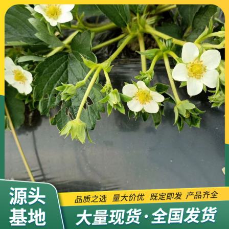 Snow White Strawberry Seedling Project Planting and Using Powerful Factory Watering and Sterilizing Lufeng