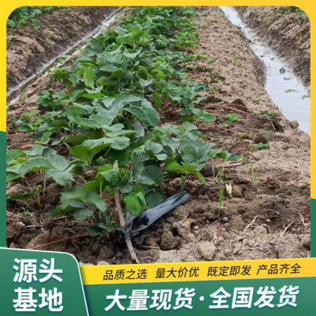 Cultivation of Fragrant Berry Strawberry Seedling Picking Base Using Source Manufacturer's Cultivation Technology in Lufeng Horticulture