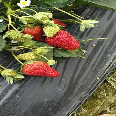 Sweet Charlie strawberry seedlings have more axillary flower buds and are more resistant to cracking. The leaves of the fruit branches are large and thick, with strong growth potential and stable yield