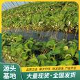 Zhangji Strawberry Seedling Sightseeing Agriculture Picking Source Manufacturer Base Qimiao Lufeng Horticulture