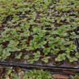 Wholesale of Four Seasons Cream Strawberry Seedlings, Surviving Fruit Seedlings, Fruits and Fruits of the Year, and New Chinese Seedlings