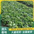 High Survival Rate of Fragrant Berry Strawberry Seedlings for Sightseeing Agricultural Picking LF719 Lufeng Horticulture