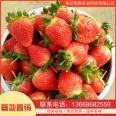 Strawberry seedling planting base is currently being excavated and sold. Yuexiu New Variety Moisturizing Delivery with Developed Root System