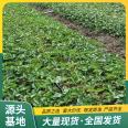 Jingxiang strawberry seedlings are planted in the open air, and the source factory has a high survival rate. Lufeng Horticulture