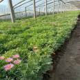 Wood spring chrysanthemum, wood crown chrysanthemum, and small seedlings with complete specifications and various colors of Snory flowers