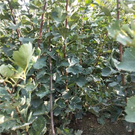 Hawthorn seedlings with a diameter of 1cm are easy to survive in the excavation of new Chinese hawthorn seedlings