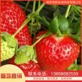 Strawberry seedling planting base is currently being excavated and sold. Yuexiu New Variety Moisturizing Delivery with Developed Root System