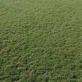 Free technical guidance for direct delivery of newly harvested grass seeds for slope protection in the year of production