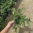 Dig and sell fresh fragrant wood cuttings now, deliver to your doorstep package, welcome to call and discuss experience sharing