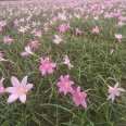 Scallion seedlings, large seedlings, various specifications, white pink petals, Snory flowers, direct supply