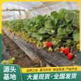 Sweet Charlie Strawberry Seedling and Fruit Seedling Base Cultivation Using Source Factory Watering and Sterilization Lufeng