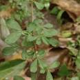 Wholesale of fragrant tea in the production area. Small seedlings with developed rooting systems and high survival standards, complete and complete