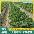 Snow White Strawberry Seedling Project Planting and Using Powerful Factory Watering and Sterilizing Lufeng