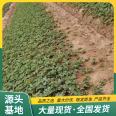 Cultivation of Jingxiang Strawberry Seedlings and Fruit Seedlings Base Using Flower Bud Differentiation Early LF1111 Lufeng Horticulture