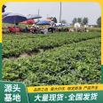 Wholesale and Use Strength of Fragrant Berry Strawberry Seedlings in Pot Plants, Factory Watering, Sterilization, Lufeng Horticulture