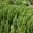 Baota Pine Seedling Wholesale in Growing region Baota Pine Seedling Wholesale Base