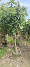 Longan Tree Base Planting Evergreen All Seasons to Supply Various Fruit Tree Seedlings