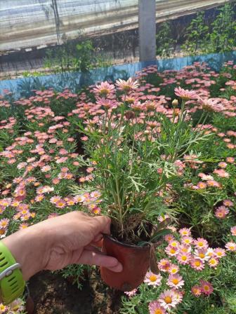 Wooden Chrysanthemum, Margaret Flower Seedlings, Potted Candy, Daisy, Daisy, Ji Xiaoju, Balcony, Garden, Potted Plants