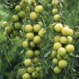 Wholesale of over 100 acres of sweet fruit seedlings in the main production area of Hunan Province