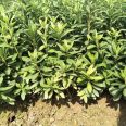 Wholesale of Rhododendron Seedling Planting Base and Rhododendron Seedling Wholesale Base