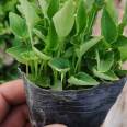 Early spring ornamental flowers with long flowering period and sufficient direct supply of small seedlings in the base of purple glutinous rice