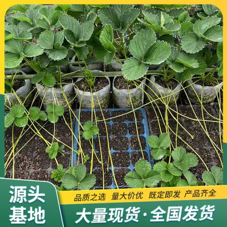 Variety: Strawberry potted seedlings with large and sweet fruit. Wholesale of seedlings in the market can be planted in engineering. Lufeng
