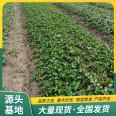 Rifeng Strawberry Seedling Orchard Planting and Utilization Strength Factory Cultivation Technology Lufeng Horticulture