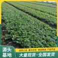 Jingxiang Strawberry Seedling Sightseeing Agriculture Picking and Utilization Strength Base, Qimiao Lufeng Horticulture