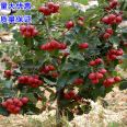 2-year-old hawthorn seedlings, occupying land and supplying the production area. The results of the current year are profitable for new Chinese seedlings