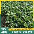 Zhangji Strawberry Seedling Sightseeing Agriculture Picking Source Manufacturer Base Qimiao Lufeng Horticulture