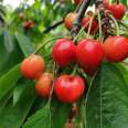 Own cultivation of Meizao cherry seedlings with dwarfing roots, two years of fruiting, and new seedlings in China