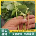 Zhangji Strawberry Seedlings Wholesale and Use in Potted Plants Source Manufacturer Guoda Uniform Lufeng Horticulture