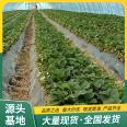 Jingbao Strawberry Seedling Greenhouse Picking and Utilization Strength Factory Results of the Year Lufeng Horticulture