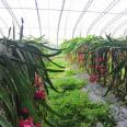 The galvanized framework of the greenhouse supports the fixed size fruit and vegetable planting shed, and the insulation effect is good