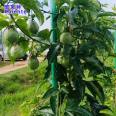 Kaiente 32mm hollow passion fruit support rod color length can be determined Schisandra chinensis support column