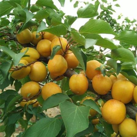 Management Methods for Apricot Seedlings in Greenhouses New Century Apricot Seedlings for Flood and Frost Resistance