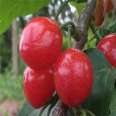 Selling Dwarf Cherry Seedlings, Meizao Big Cherry Trees, Various Varieties, New and Middle Seedlings