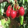 Dwarf cherry tree potted Renee cherry seedlings, new variety of fruit tree, Xinzhong seedlings