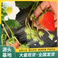 Snow White Strawberry Seedling Project Planting and Using Powerful Factory Watering and Sterilizing Lufeng