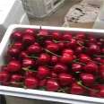 Selling Dwarf Cherry Seedlings, Meizao Big Cherry Trees, Various Varieties, New and Middle Seedlings